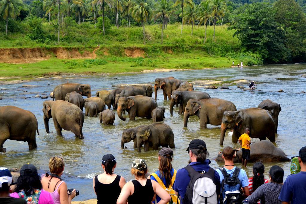 Basilico Homestay Kegalle Exteriör bild